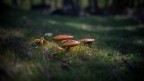 Funghi Funghi