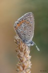 Polyommatus icarus.. Polyommatus icarus..