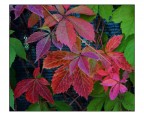 i colori dell'autunno.
