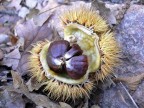 Autunno Autunno