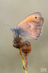 Coenonympha pamphilus Coenonympha pamphilus