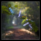 i segreti dell'autunno 2 i segreti dell'autunno 2
