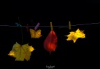 Ho steso i colori dell'autunno.... Ho steso i colori dell'autunno....