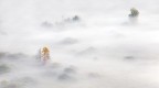 Alone in the myst Alone in the myst