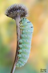 Papilio machaon Papilio machaon