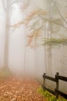 il bosco incantato il bosco incantato