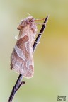 Falena Falena