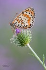 Melitae Melitae