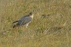Sparviere (Accipiter nisus) Sparviere (Accipiter nisus)