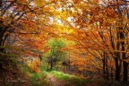 Autunno Autunno