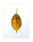 Autunno domestico Autunno domestico