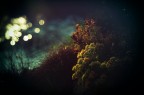 Luci e ombre dal sottobosco Luci e ombre dal sottobosco