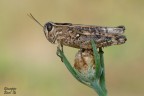Calliptamus Calliptamus