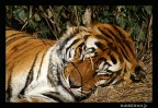 tigre tigre