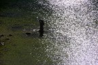 Il bagno della Ninfa Il bagno della Ninfa
