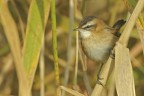 Forapaglie castagnolo (Acrocephalus melanopogon) Forapaglie castagnolo (Acrocephalus melanopogon)