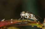 Attacco alla Mosca Attacco alla Mosca