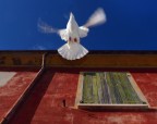 volo volo