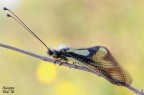 Libelloides coccajus Libelloides coccajus