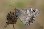 Hipparchia statilinus Hipparchia statilinus