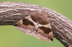 Triangolata Triangolata
