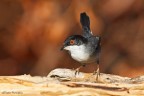 Occhiocotto -Sylvia melanocephala Occhiocotto -Sylvia melanocephala