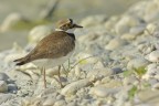Corriere piccolo  (Charadrius dubius)