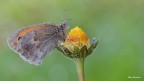 Coenonimpha pamphilus--- Coenonimpha pamphilus---