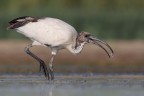 Et Voilà..... (Ibis Sacro) Et Voilà..... (Ibis Sacro)
