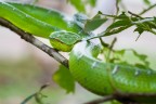 | Bornean pit viper |