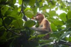 | Proboscis monkey |