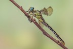 Onychogomphus forcipatus Onychogomphus forcipatus