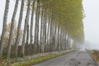 giganti nella nebbia giganti nella nebbia