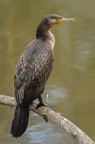 Cormorano in riposo Cormorano in riposo