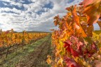 autunno in vigna
