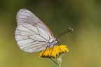 Aporia crataegi Aporia crataegi