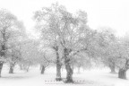 neve & autunno in bn neve & autunno in bn