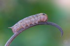 Hippotion Celerio Hippotion Celerio