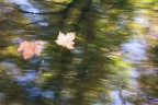 Movimenti d'autunno Movimenti d'autunno