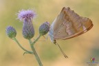 Apatura ilia.... Apatura ilia....