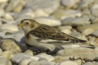 Zigolo delle nevi (Plectrophenax nivalis) Zigolo delle nevi (Plectrophenax nivalis)