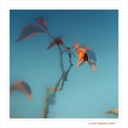 Anime...nell'azzurro