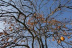 autumn autumn