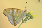 Argynnis paphia...... Argynnis paphia......