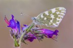Pontia edusa Pontia edusa