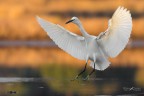 Garzetta nella luce dell'alba