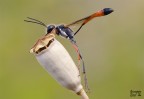Ammophila heydeni heydeni Ammophila heydeni heydeni