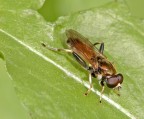 Moschina Moschina