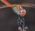 Ritratto di sympetrum fonscolombii maschio immaturo