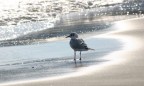 Gabbianella al sole! Gabbianella al sole!